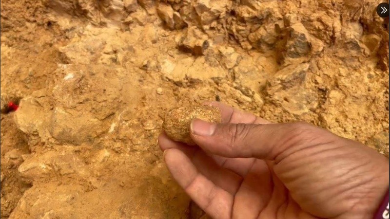 Este descubrimiento abrió una nueva ventana al mundo prehistórico.