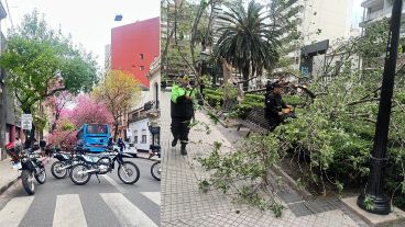Entre las ramas caídas, una fue en Santa Fe y Dorrego, y otras en la plaza Pringles.