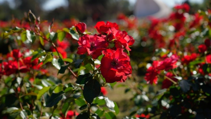 La temperatura será agradable toda la semana.