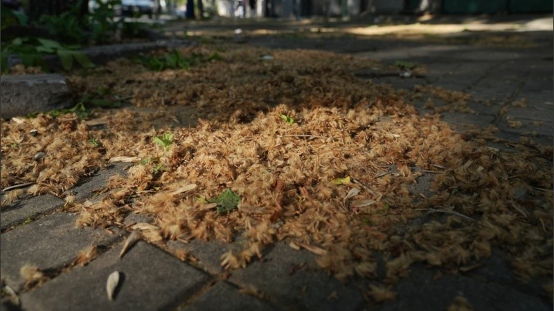 La pelusa del fruto produce irritación en ojos, piel y nariz.