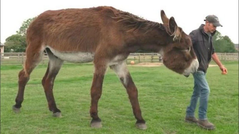 El Santuario de Burros Radcliffe alberga a docenas de equinos rescatados.