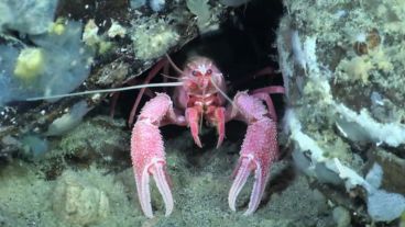 En Mar del Plata se recolectaron muestras que podrían corresponder a más de 40 nuevas especies.