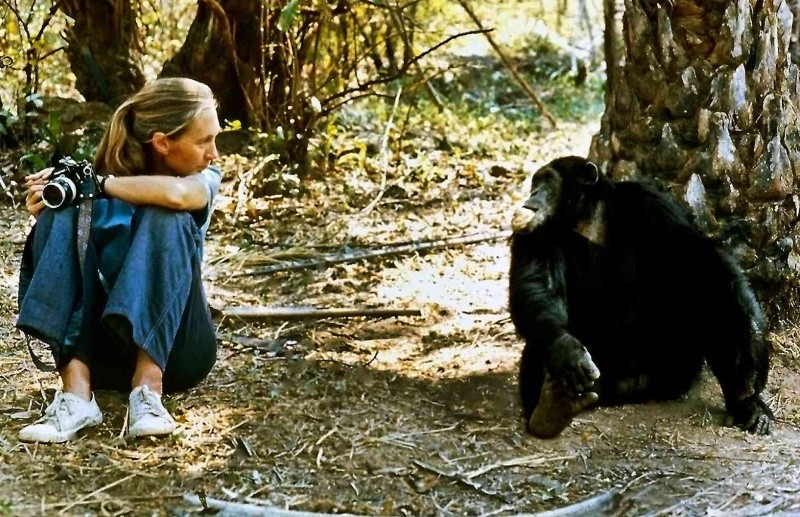 &nbsp;Jane Goodall forjó su vínculo con África y los chimpancés durante un viaje a Kenia a sus 23 años.