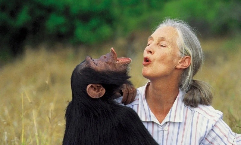 &nbsp;Goodall encontró en el comportamiento de los chimpancés un modo de comprender la evolución humana.