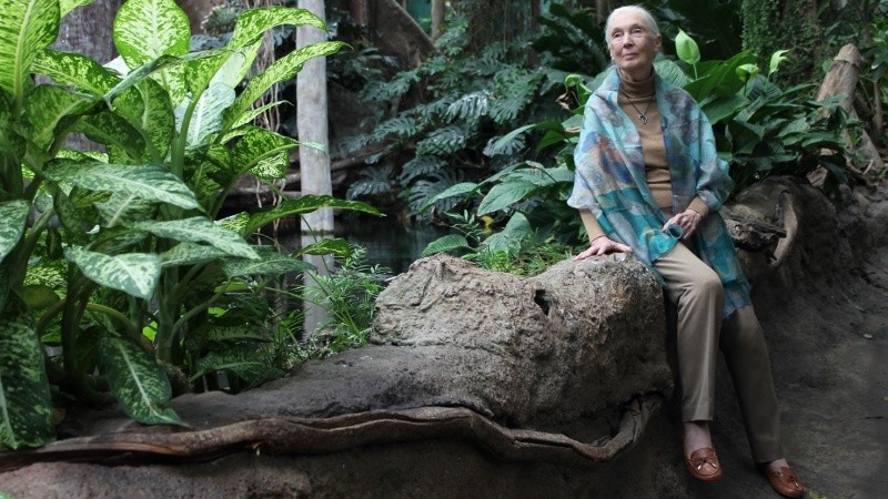 Murió Jane Goodall, defensora de los animales y reconocida investigadora de chimpancés.