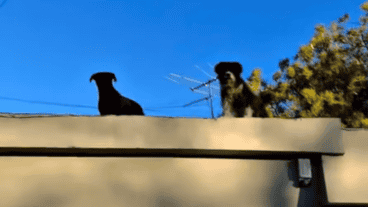 Actualmente atraviesan controles veterinarios, desparasitación, limpieza y, más adelante, serán castrados. 