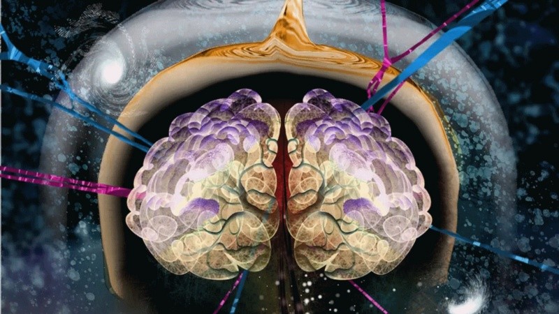 Un nuevo estudio abre puertas para entender cómo se piensa, cómo se recuerda y cómo es posible orientarse en el mundo.
