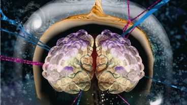 Un nuevo estudio abre puertas para entender cómo se piensa, cómo se recuerda y cómo es posible orientarse en el mundo.