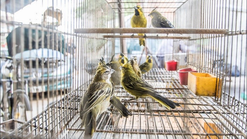 En cautiverio. El cardenal amarillo, una especie en extinción.