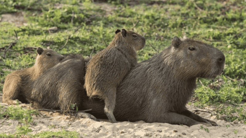 El carpincho es una especie protegida por el Decreto Ley 10081/83 de la provincia de Buenos Aires y por la Ley Nacional de Flora y Fauna Silvestre.