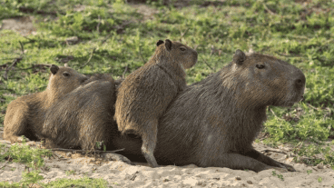 El carpincho es una especie protegida por el Decreto Ley 10081/83 de la provincia de Buenos Aires y por la Ley Nacional de Flora y Fauna Silvestre.