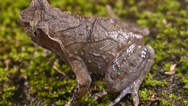 Zhang pidió a su familia que atraparan las ranas sin revelarles su propósito.