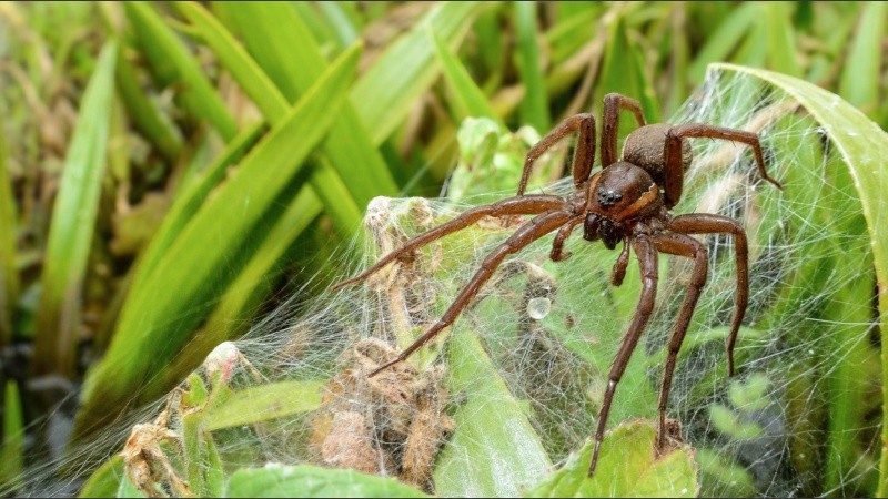 Se estima que hay unas 3.750 hembras reproductoras.