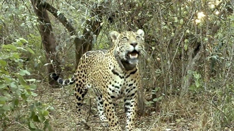 La iniciativa “Ríos del Yaguareté” impulsa la protección del felino y de los bosques chaqueños en colaboración con Argentina, Brasil, Paraguay y Bolivia.