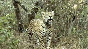 La iniciativa “Ríos del Yaguareté” impulsa la protección del felino y de los bosques chaqueños en colaboración con Argentina, Brasil, Paraguay y Bolivia.