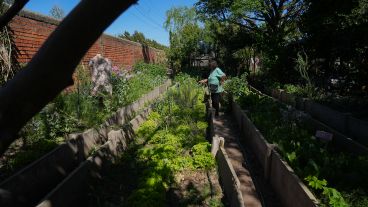 “La huerta de La Feli” es un rincón verde único sobre Molina y Calfucurá.