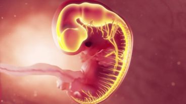 Este hallazgo cuenta con "importantes implicaciones para la salud materna y el desarrollo fetal", según indicaron.