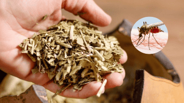 El efecto no se logra consumiendo mate o tereré de forma tradicional, sino mediante un proceso de extracción química controlada en laboratorio.