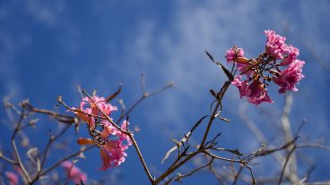 Los lapachos florecidos bajo un cielo con algunas nubes.
