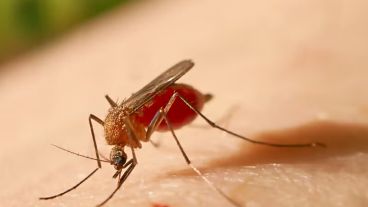 La fiebre amarilla es una enfermedad viral, causada por la picadura de mosquitos infectados.