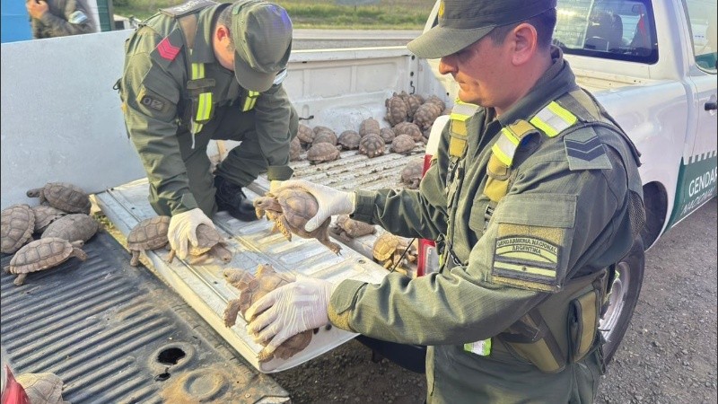Las tortugas estaban en bolsas de arpillera.