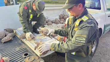 Las tortugas estaban en bolsas de arpillera.