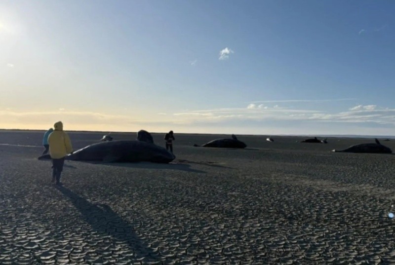 El inusual hallazgo tuvo lugar en en la bahía San Sebastián, en la provincia de Tierra del Fuego.