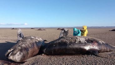 Investigan el hallazgo de 26 orcas muertas en las costas de Tierra del Fuego.