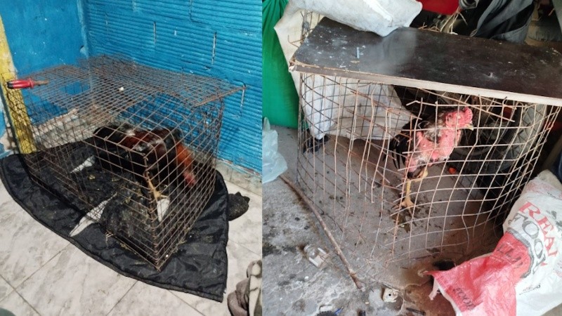 Dos de las aves rescatadas el último sábado en Villa Gobernador Gálvez.