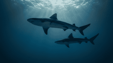 Los ataques a humanos siguen siendo una rareza.