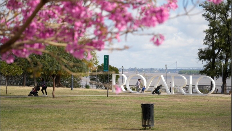 Los lapachos en flor, signo de la primavera en la ciudad.