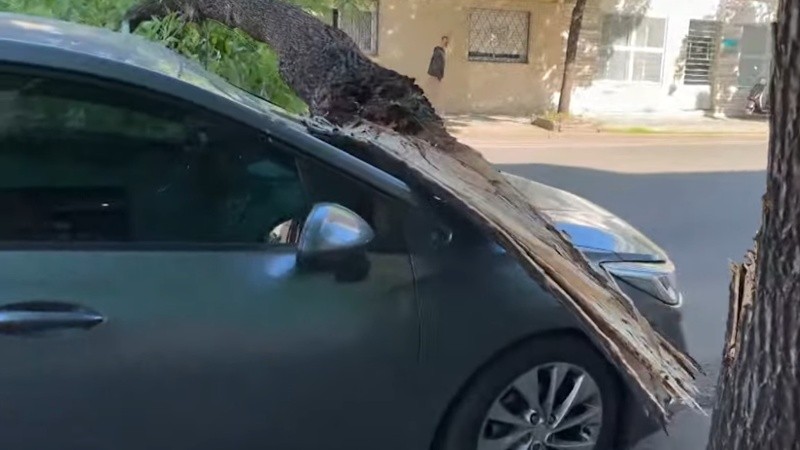 Al principio, por el tamaño de la rama, los vecinos pensaron que se había caído el árbol entero.