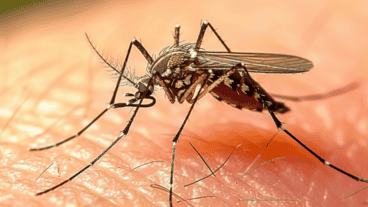 Cómo vienen los mosquitos esta temporada y qué medidas toma el municipio.