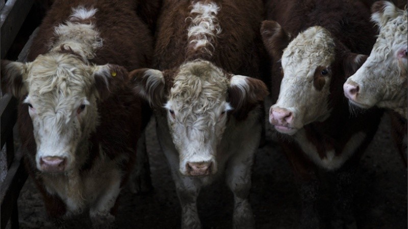 Carne con aftosa: La Rural refutó a la secretaría de Agricultura de Trump.