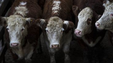 Carne con aftosa: La Rural refutó a la secretaría de Agricultura de Trump.