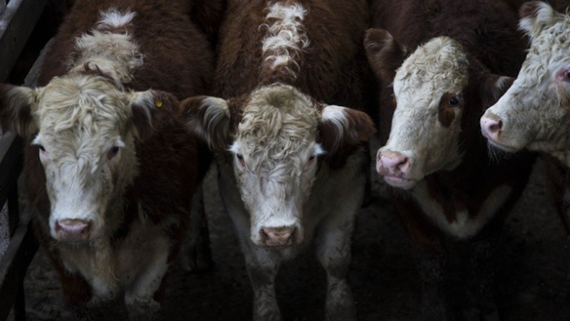Se prorrogó la vacunación antiaftosa.
