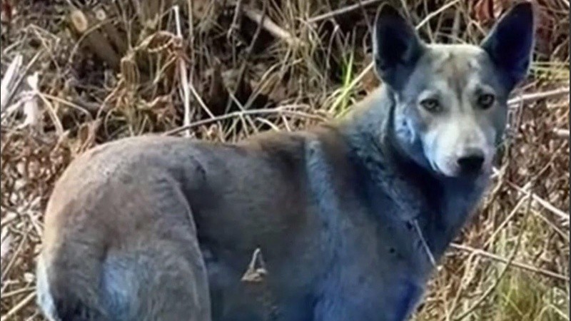 La aparición de perros azules en Chernóbil despertó un gran interés en las redes sociales.