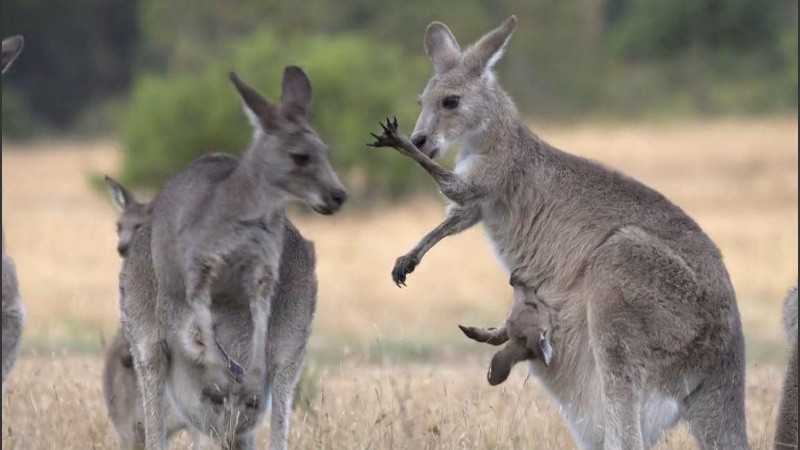 La lateralidad no es exclusiva de los humanos y otros grandes simios.
