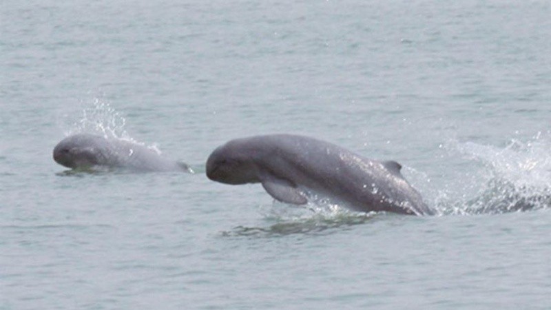 Los delfines del río Irawadi son una parte importante de la comunidad.