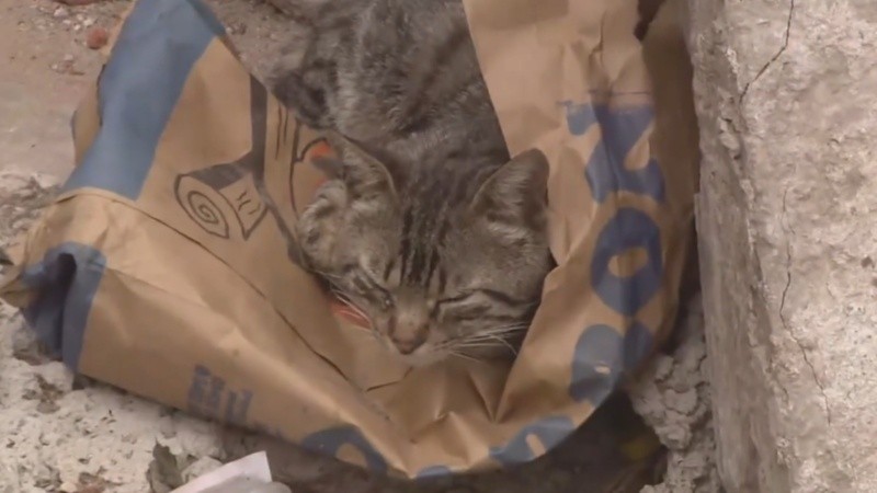 El gato héroe de zona oeste.