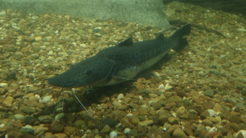 La veda es hasta el 31 de diciembre para el surubí pintado y el atigrado o rollizo.