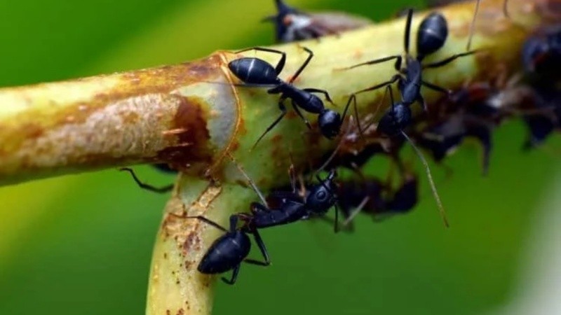La hormiga negra podadora, una de las especies que hay en enormes cantidades en Rosrio y la región.