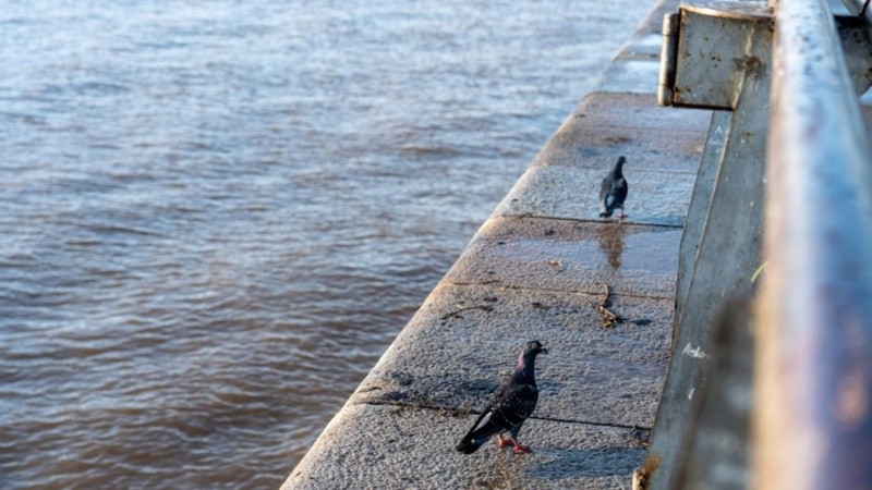 Los chaparrones podrían sorprender a los rosarinos este domingo.