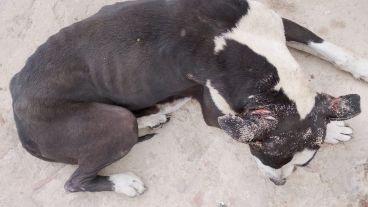 Unos 13 perros con signos de abandono fueron rescatados en la zona sudoeste.