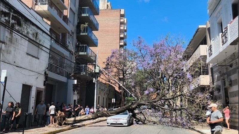 La impactante imagen del árbol sobre el auto.