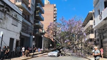 El jacarandá cayó trasversal sobre toda la calzada, e impactó de lleno sobre el capot del auto.