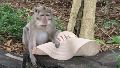 Los monos estafadores de Bali: una banda "delictiva" de primates traviesos