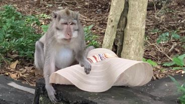 Los monos son considerados guardianes sagrados del templo, que data del siglo X u XI.