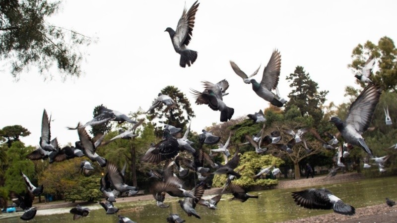 Las palomas son habituales en cantidad en el parque Independencia.