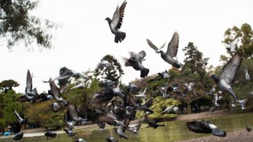 Las palomas son habituales en cantidad en el parque Independencia.